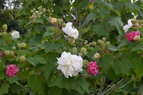 芙蓉樹|芙蓉（锦葵科木槿属植物）